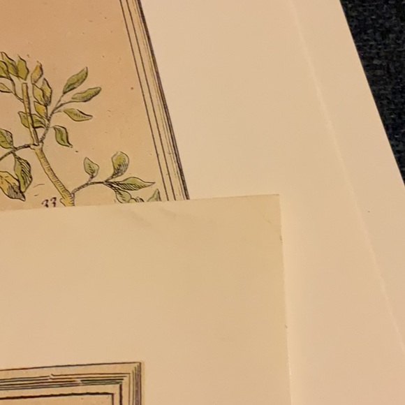 Flowers of the month prints, bundle of August February and October - Picture 3 of 13